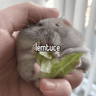 Profile picture for lemtuce